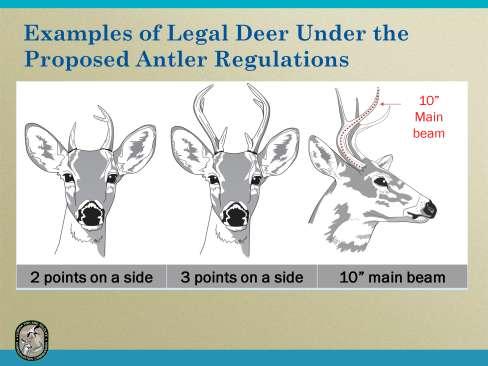 Here are examples of legal antlered deer under the proposed antler regulations with the 10 inch main beam option on the far right.