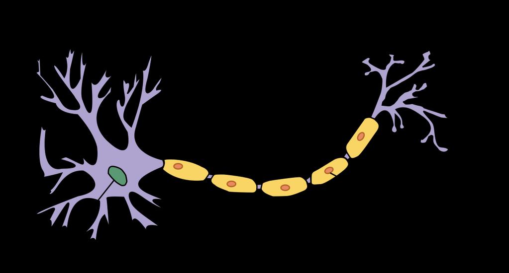 A single neuron in the brain