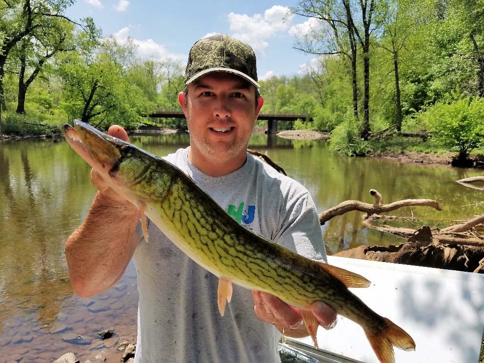 Chain Pickerel held by Fisheries Biologist Eric Boehm Sizable