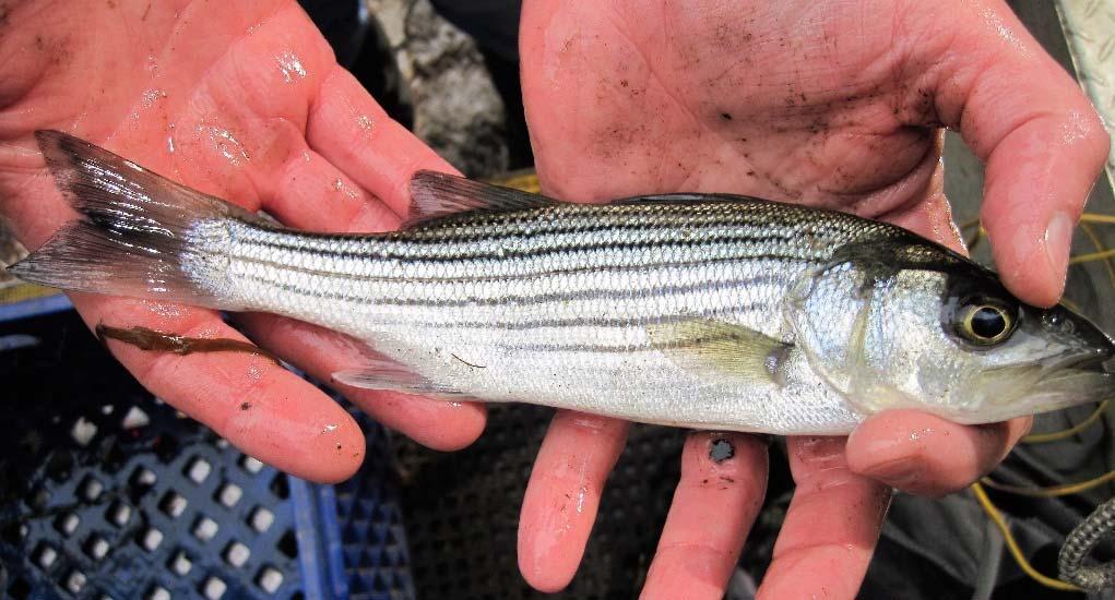 10-inch Striped Bass from