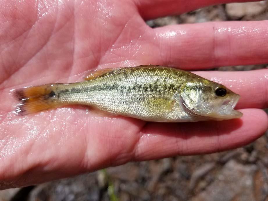 Largemouth Bass captured in