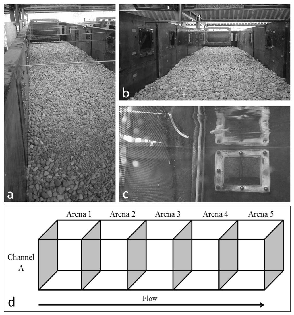 Figure 1: Stream channel setup; a, b) Longitudinal views of stream channel from above (a) and within (b) prior to filling and installation of PVC screens; c) View of feeding station, PVC screen, and