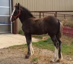whites, 1 with black stripe and white feather and blaze. Reg. NO: Applied for This colt comes from good genetics. Manor Mac T stands 18hh's and his offspring have a heads-up attitude.