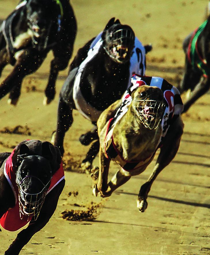 greyhound racing industry. We will drive change into greyhound racing in NSW through three mutually reinforcing strategic pillars underpinned by two core enablers.