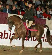Hes Show Fine Hes Show Fine is one of the most athletic and beautiful young stallions in the breed.