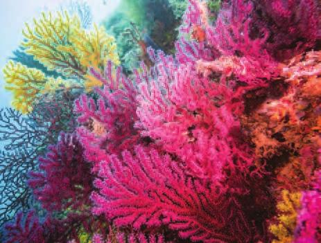 Stove pipe sponge Stylophora coral This is a sea
