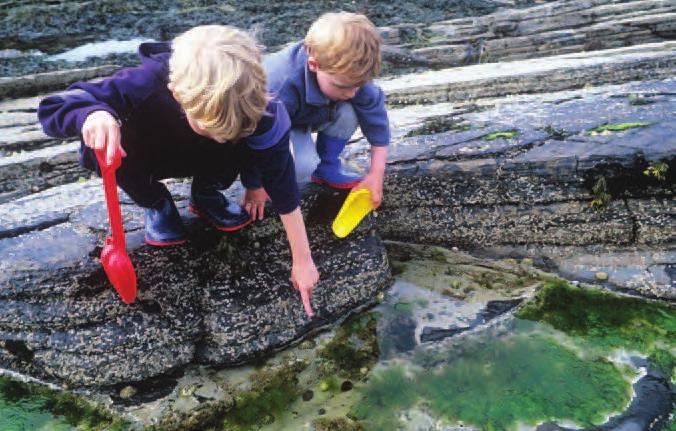 Other types of algae cling to the bottom of shallow waters, like tide pools.