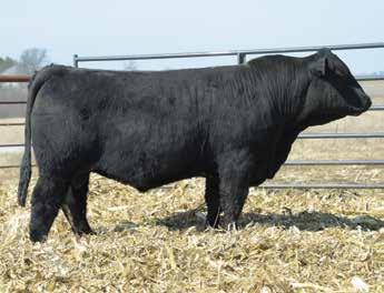 It is no secret that Lookout sires some standout halfblood Simmy s and D167 is no exception. Tons of power, thickness, and added style.