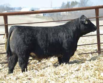 This bull goes back to a tremendous BC Lookout cow who is a mainstay on our farm. Consigned by, Steinbronn Farms 34 STN Yukon D161 3/11/16-3/4 SM - ASA #: 3229727 R Plus King of Yukon Z933 6.3 1.