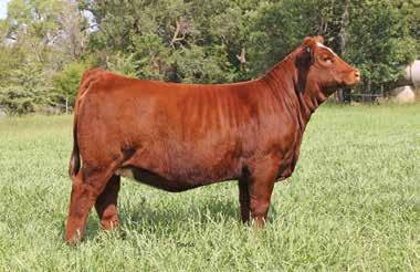 Commercial Female Offering Commercial Female Offering - s 40 on... For this year s bull sale we will be offering around 25 head of Commercial cows aged from first calvers to short and solid.