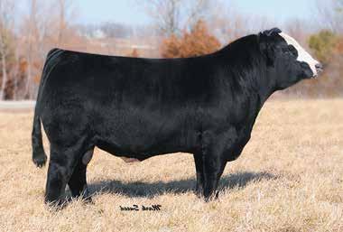 4 1 FBF1 Combustible - Full sib to dam of 1 Offering 100% interest and salvage value. Retaining 2/3 Semen Interest in this Cattle Visions AI Sire.