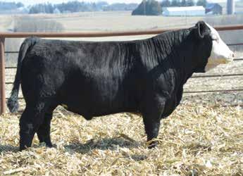 Consigned by, Ford Cattle Company 12 DFS1 Doing Work D318 3/2/16 - PB SM - ASA #: 3230471 Drake Poker Face 2X R Plus 4213B 7.0 2.7 Jonesys Ms Powerline 73 SAS T101 Sweet Meat 63.7 90.