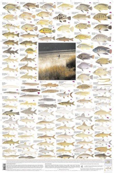Zoogeography in FishBase