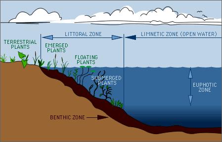 Freshwater habitats Zones of lakes 1. Littoral zone.