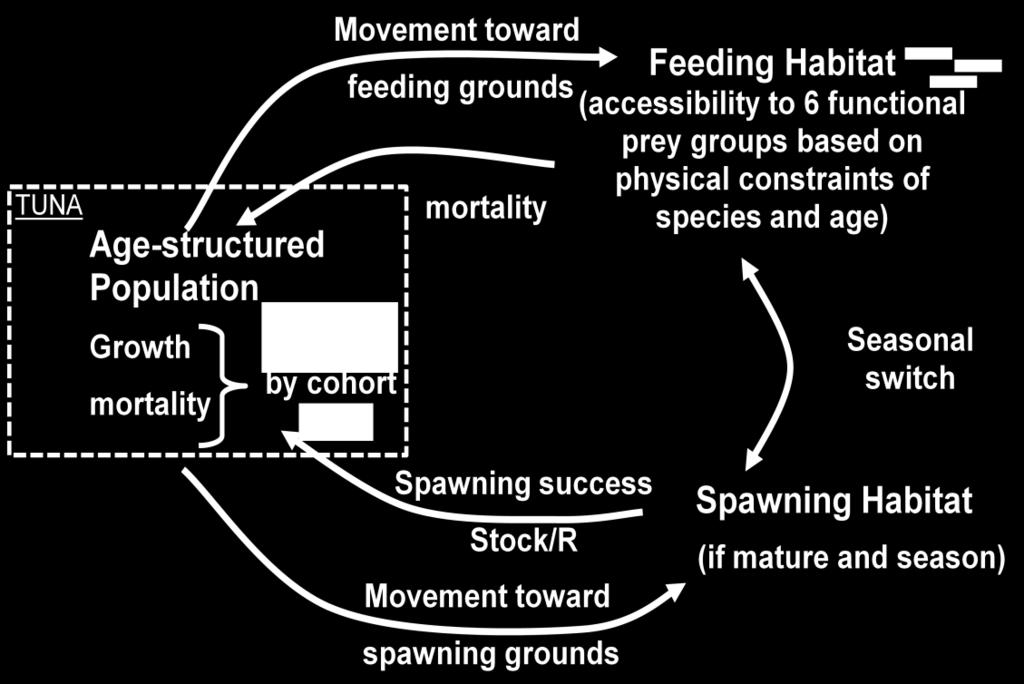 the different habitats. The conditions in each habitat will define the total biomasses of tuna structured by age using biological parameters such as natural mortality or spawning success.