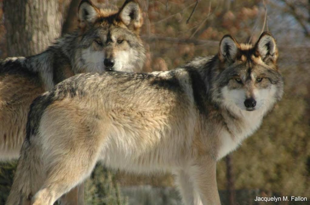 Appellate Case: 16-2189 Document: 01019694607 Date Filed: 09/23/2016 Page: 123 PROPOSED REVISION TO THE REGULATIONS FOR THE NONESSENTIAL EXPERIMENTAL POPULATION OF THE MEXICAN WOLF (CANIS LUPUS