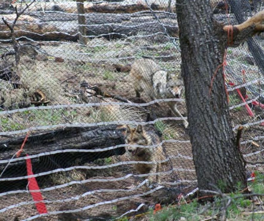 Transport by mule into wilderness area release site (Credit: Mexican Wolf Interagency Field Team) Figure 1-15.
