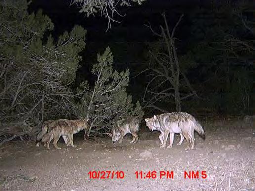 (Credit: Mexican Wolf Interagency Field Team) Figure 1-16. A Mexican wolf being processed and fitted with a radio-telemetry collar (Credit: Mexican Wolf Interagency Field Team) Figure 1-17.