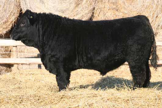 He is many, many generations polled and several generations black. He had a very moderate 95 lb. birth weight, yet has the performance that is sought after by all commercial cattlemen.