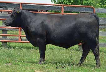 prospect sired by the proven growth leader in the 44 Farms and Vintage Angus Ranch herd sire batteries, Discovery and she was produced by Blackcap Lady 2G73, the featured Blackcap in the HillHouse