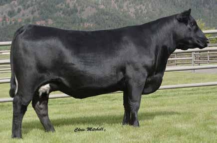 Cornerstone Genetics VAR Blackbird 3291 / The featured Blackbird in the Crazy K Ranch and Spruce Mountain Ranch programs and donor dam of Lot 10.