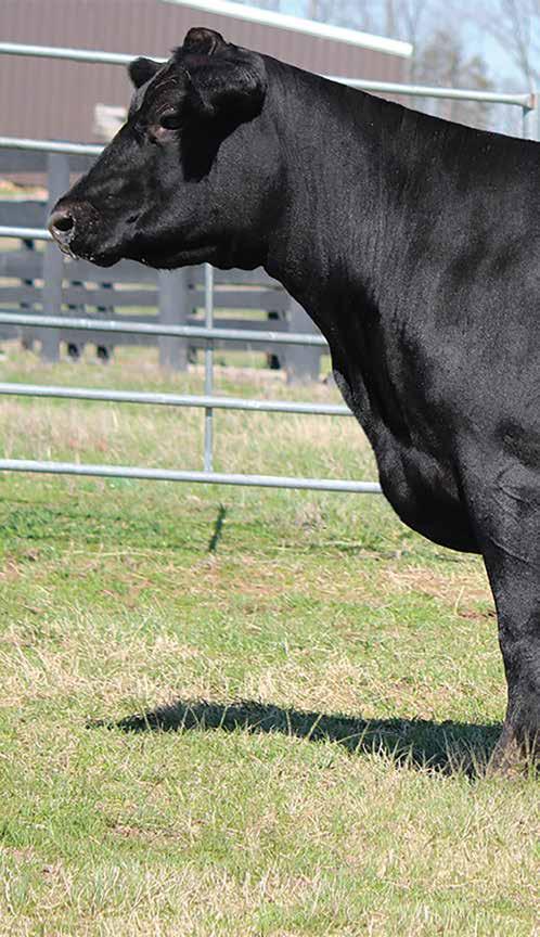 Selling half interest with the option to double the purchase price and own full interest in Rita 4291, one of the most complete females ever offered at Crazy K Ranch.