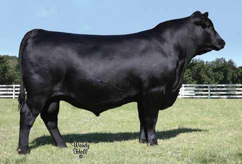 Crazy K Herd Sires Tex Playbook 5437 / Reference Sire A A TEX Playbook 5437 [AMF-CAF-D2F-DDF-M1F-NHF-OHF-OSF] Birth Date: 8-3-2015 Bull +18414912 Tattoo: 5437 #+Basin Payweight 006S #Vermilion