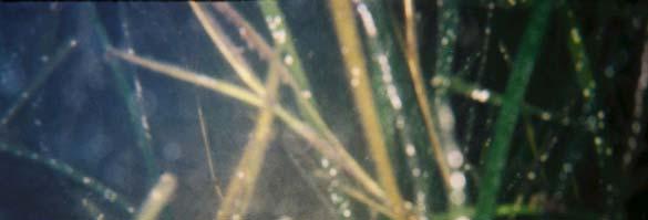 EELGRASS HABITATS Eelgrass (Zostera marina), one of about thirty species of flowering plants known to occur in the sea (Burkholder & Doheny 1968), is a wide-ranging aquatic plant found along the