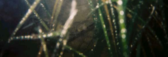 The eelgrass habitat is a protected resource under the Wetlands Protection Act (the ACT) and provides shelter and nutrition to a variety of mammals, fish, crustacean, and other marine organisums.