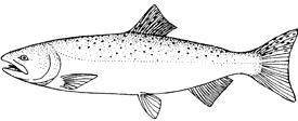 NUMBER 0648-XA921 Pacific Fishery