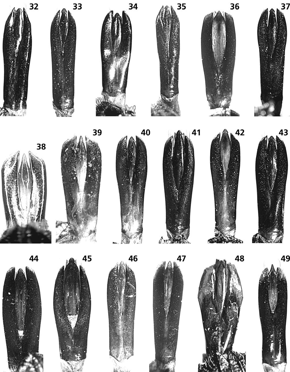Figs 32 49: Male genitalia, dorsal aspect: 32 Lampetis (Spinthoptera) aurata (Saunders, 1871); 33 L. aurifera (Olivier, 1790); 34 L. auropunctata (Kerremans, 1893); 35 L.