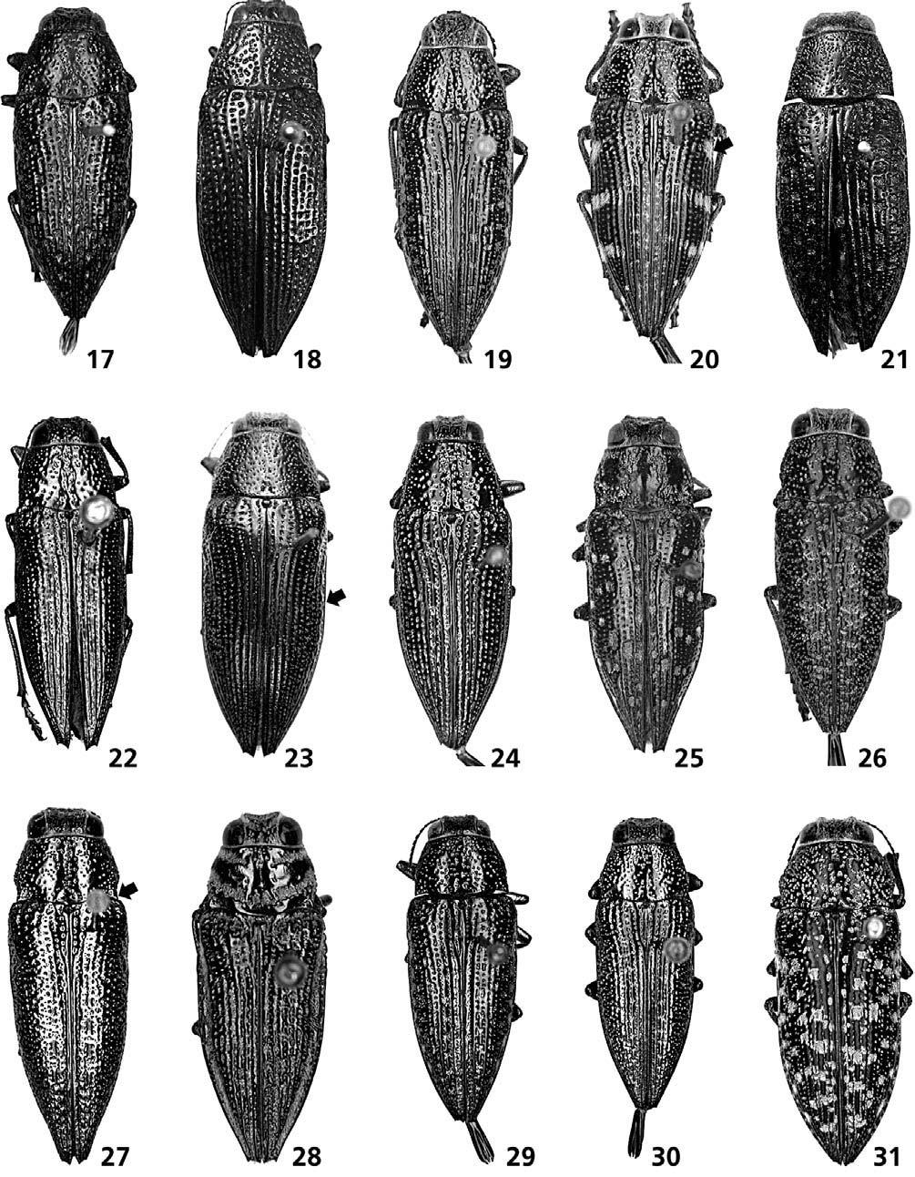 Figs 17 31: Male dorsal habitus: 17 Lampetis (Spinthoptera) guildini (Laporte & Gory, 1836); Female dorsal habitus: 18 L. lesnei (Kerremans, 1910); Male dorsal habitus: 19 L. hondurensis sp. n.; 20 L.
