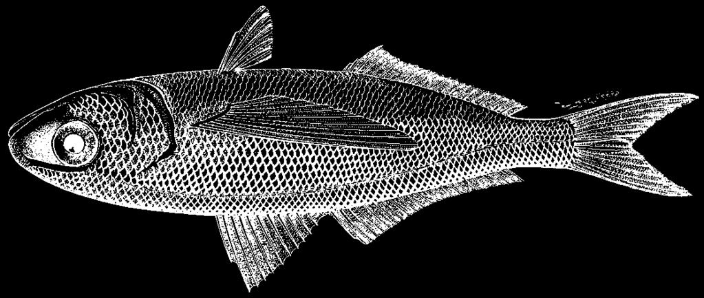 Perciformes: Stromateoidei: Nomeidae 3777 Cubiceps baxteri McCulloch, 1923 En - Black cigarfish. Maximum standard length at least 42 cm.