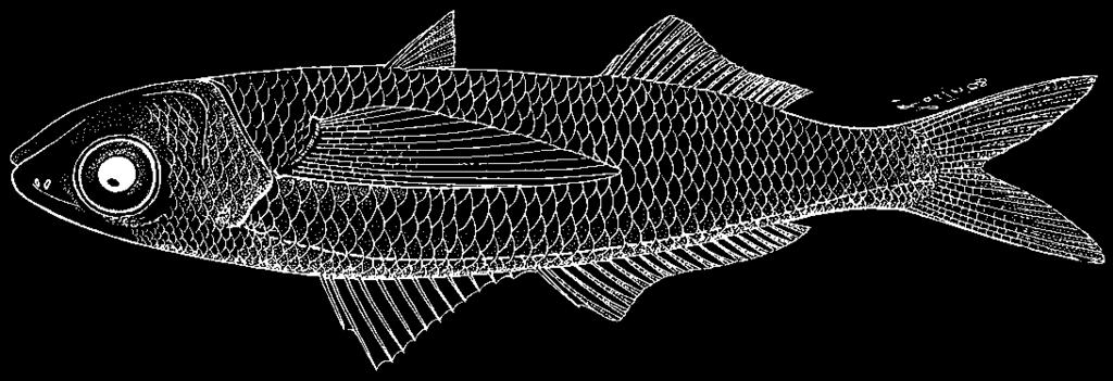 3778 Bony Fishes Cubiceps pauciradiatus Günther, 1872 En - Longfin fathead.