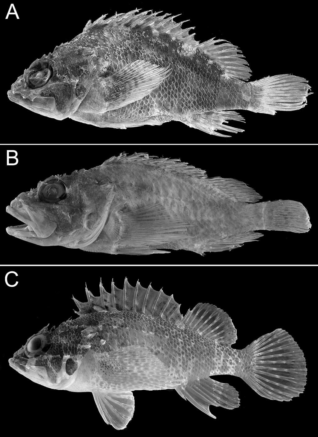 Validity of Scorpaenodes evides 73 Fig. 1. Scorpaenodes evides. A, Holotype of Thysanichthys evides, FMNH 57082, 73.