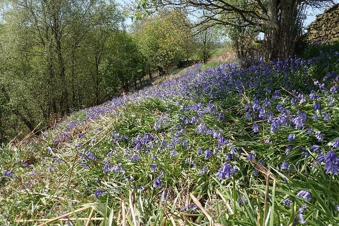Bluebells in Deerstones wood and continue to follow the beck across fields.