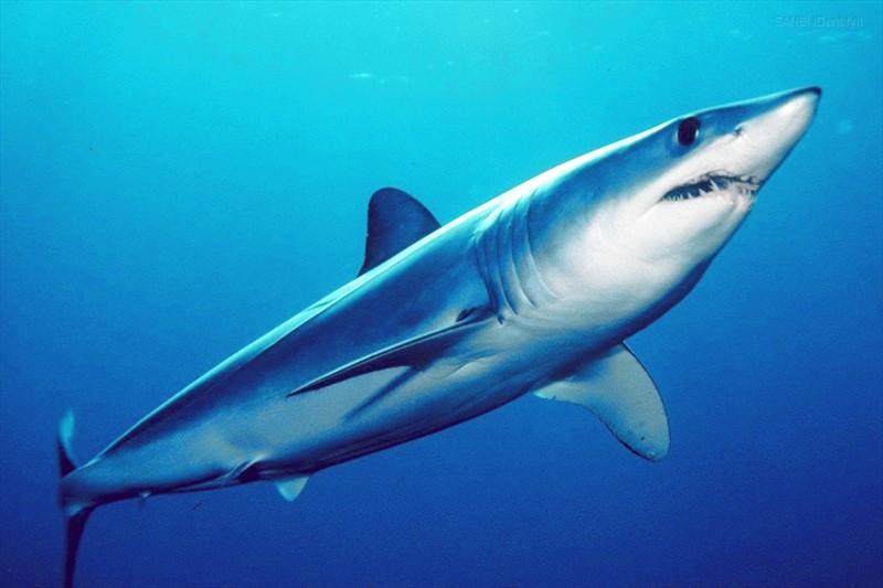 reach maturity at 195-180cm. However, much information is still unknown, except that mako's are born approximately 70cm in length and grow up to 400cm.