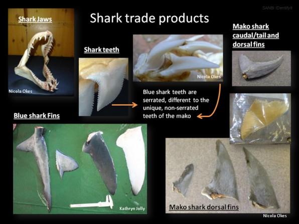 Shark Trade Products Copy right/website: