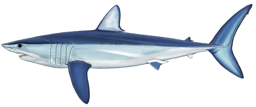 paucus, Longfin Mako Shark