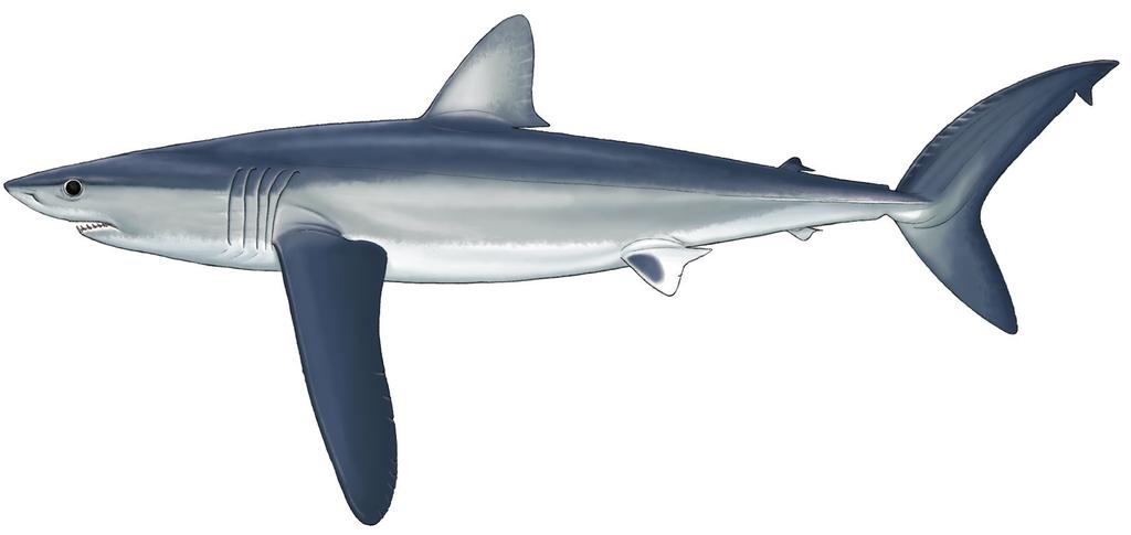 Prionace glauca, Blue Shark