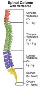 Lumbar spine musculature -Erector Spinae muscle group especially Lumbar spine ligaments