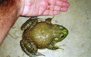 Since they have the ability to breathe using their lungs or skin, they use their skin during hibernation in the mud or water. Bullfrogs are the largest frogs found in the U.S. The picture above demonstrates an average size for this species, with males being the smaller of the sexes.