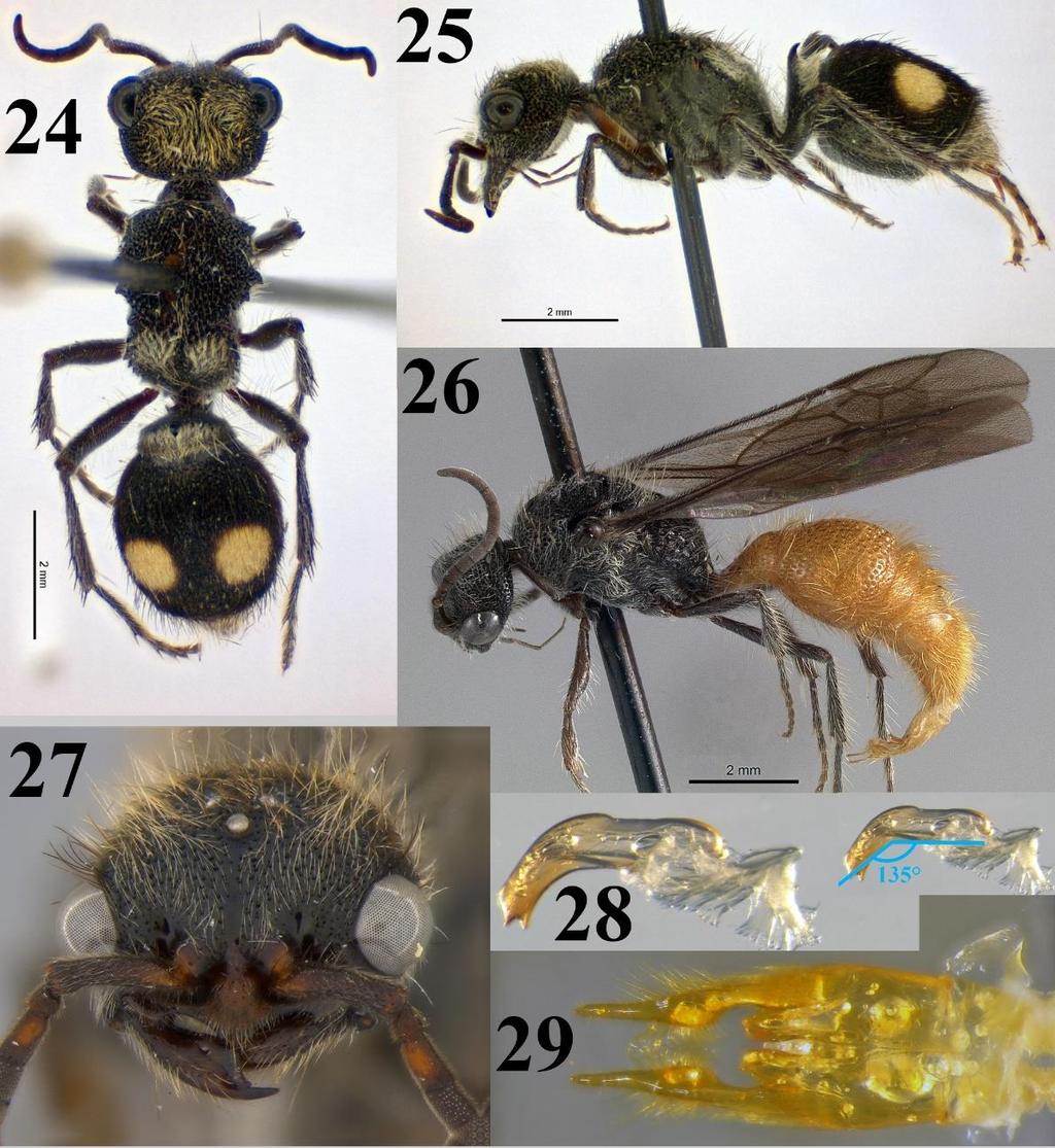 Folia Entomol. Mex. (n. s.), 4(3): 91 109 (2018). Figures 24-29. Silvorientilla sinenomine, sp. nov. (24) Female habitus, dorsal view. (25) Female habitus, lateral view.