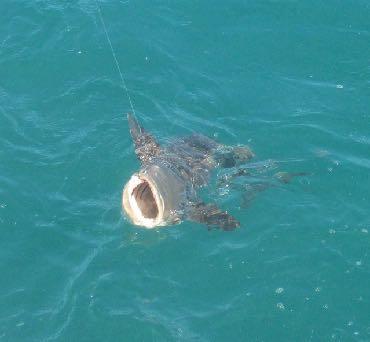 We get to Capt. Mikey s spot, Cobia on top looking at us!