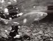 IF YOU ARE A SALMON ANGLER YOU ARE IMPORTANT LIVE RELEASE sends more Atlantic salmon on to their spawning