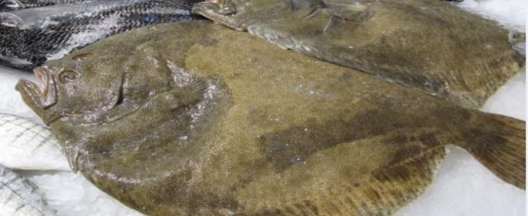 Contents First sales in Europe Brill (Belgium, France, the Netherlands) and European plaice (Denmark, the Netherlands, the UK) Extra-EU imports Weekly average EU import