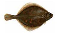Volume Value 1.7. Focus on European plaice European plaice (Pleuronectes platessa) is a commercially important flatfish species belonging to the family of Pleuronectidae.