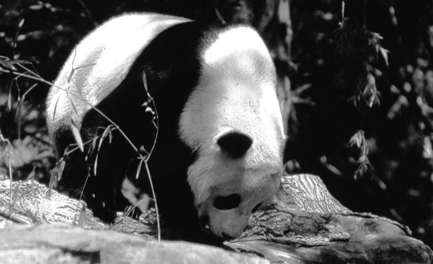 At the zoo, pandas are given bamboo to eat by the zoo keepers. They are also given eggs, meat and rice.