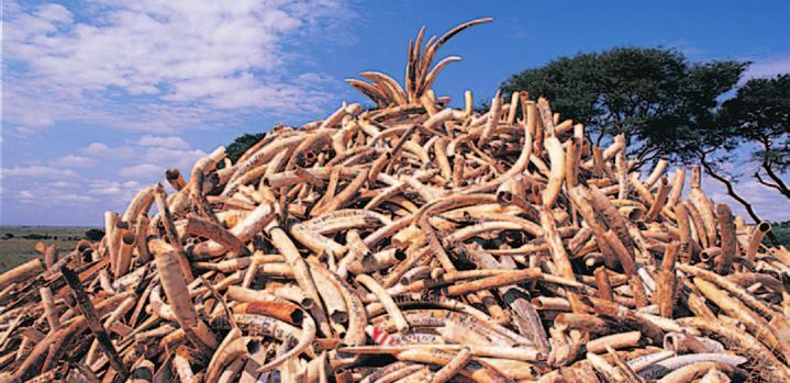 Figure 3.7 Poaching Scenes like this one of elephant tusk poaching were common before the worldwide ban on the sale of ivory as part of CITES.