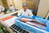 The plant can process 70 tonnes of gutted salmon per